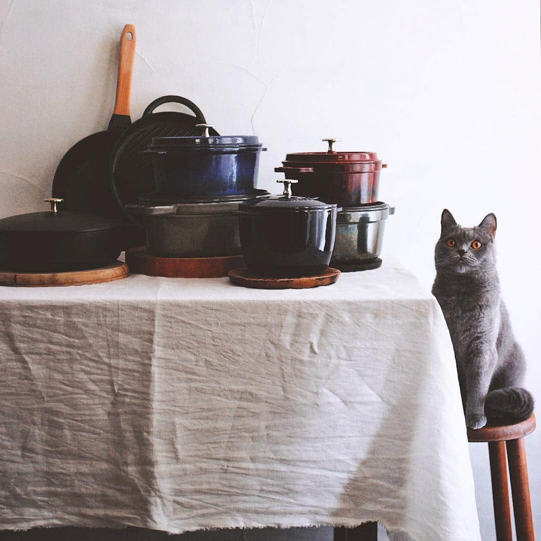 樋口正樹さんのインスタグラム写真 - (樋口正樹Instagram)「staub & cat . #ストウブと猫 うちのボナさん、この頃さらに成長して、入れるストウブがワンサイズアップし、いよいよパンパン😊 . #staubandcat #ストウブ #staub #스타우브 #madeinstaub #樋口ボナ #bonahiguchi #猫鍋 #ニャンバサダー」3月25日 11時42分 - higuccini