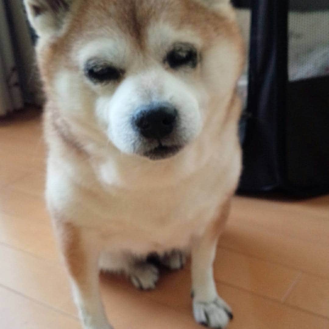 皆口裕子さんのインスタグラム写真 - (皆口裕子Instagram)「座ったまま、ウトウトしてます  目が見えなくなってから、今日がいちばん元気。 この調子でますます元気に…！！ #柴犬#野乃#緑内障#犬の寝姿」3月25日 15時24分 - yuko_minaguchi