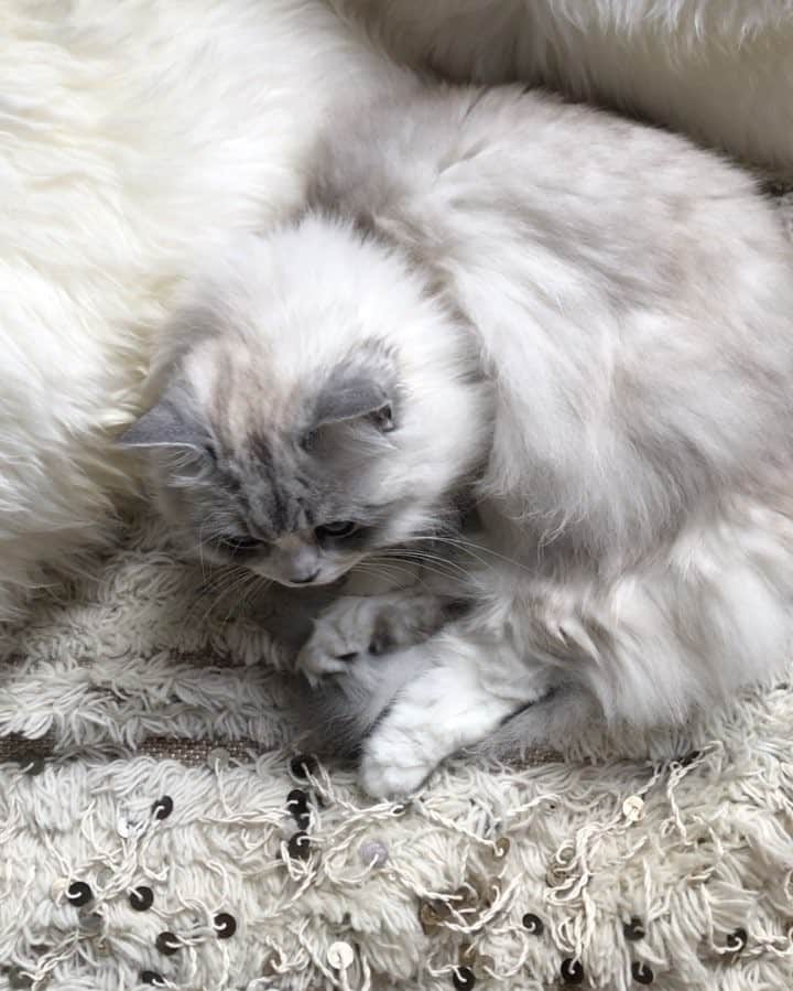 のインスタグラム：「So sleepy this morning! Happy #caturday」