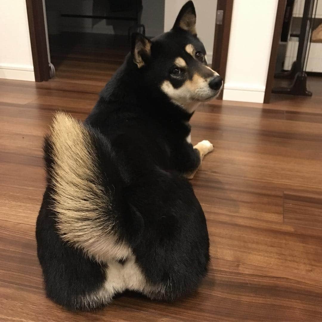 vo_coのインスタグラム：「🐕 もーまたお尻ばっかり撮って…！ と言ってるとか言ってないとか(笑) * #見返り柴 #見返りこたつ #shibastagram #instashiba #shiba #shibainu #黒柴 #柴犬」