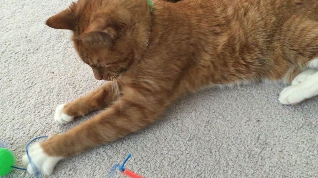 ボボのインスタグラム：「I..I got chu blue stringy! *thinks about what to do next* I stretch now. 😹😅 #happysunday #playtime #catsofinstagram #tabbycat #gingercatsrock」