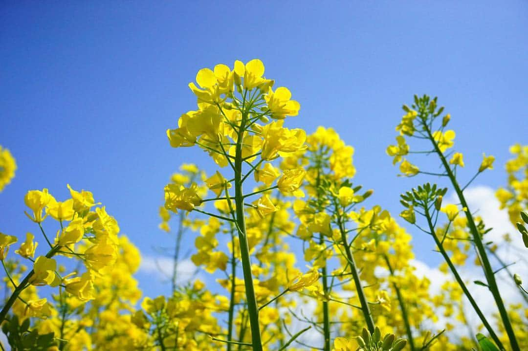 Nippon Zettoc Co.,LTDのインスタグラム：「Sunny spring day!. #zettocstyle #spring#cosmetic#beauty #toothpaste #smile #happy #oralcare #healthy #cute #pretty #lifestyle #madeinjapan #natural#selfcare #followme #instagood #instalike」