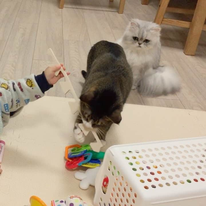 ちゃんゆのインスタグラム：「#赤ちゃんと猫 👶🏻😽 . いっしょに遊べるようになってきた👍 ちんちゃんも少し慣れてきたかな～😊 . #ニャンダフルベイビー #猫動画#にゃんこ#もふもふ#ねこ#ちんゆ#チンチラシルバー#猫#ネコ#白猫#ねこ部#猫部#ペルシャ猫#キジトラ#茶トラ#ニャンコ#ふわもこ部 #gingercat #ginger #funnycat#cute#love#fluffy #cat#cats#persiancat#pet#kitty#neko」