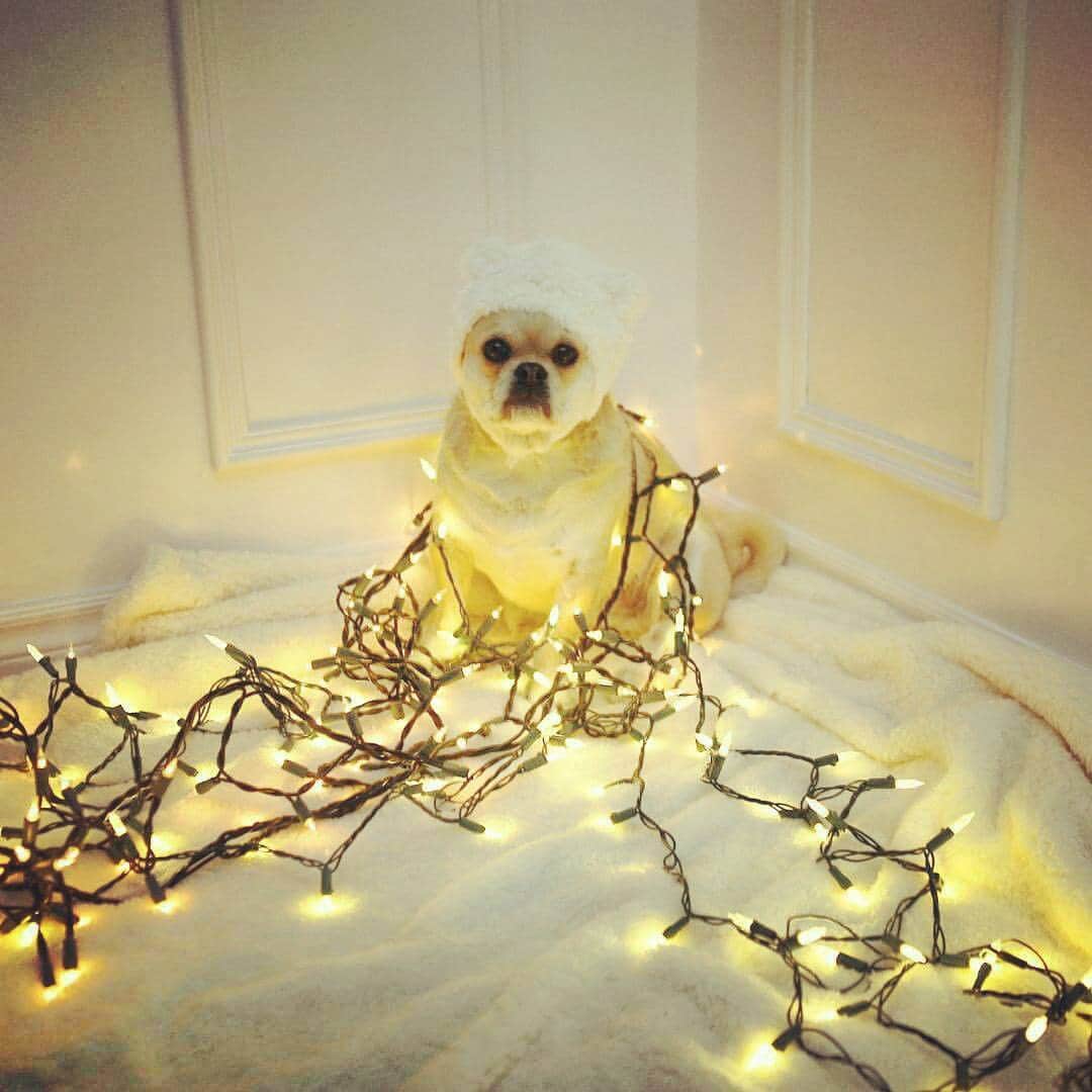 のインスタグラム：「I've been in deep hibernation friends but I feel like Spring is just around the corner! photo cred: @kevinranch #dog #puppy #cute #dogsofinstagram #dogs #pug #puglife #pugstagram #dailypug #keelyafternoontea #beoncanadianpugs #pugbasement #flatnosedogsociety #pugs #pugsofinstagram #adoptdontshop #rescue #pugtzu #pugtzucrew #pugtzusofinstagram #pugtzus #woofpackbros #pugcross」