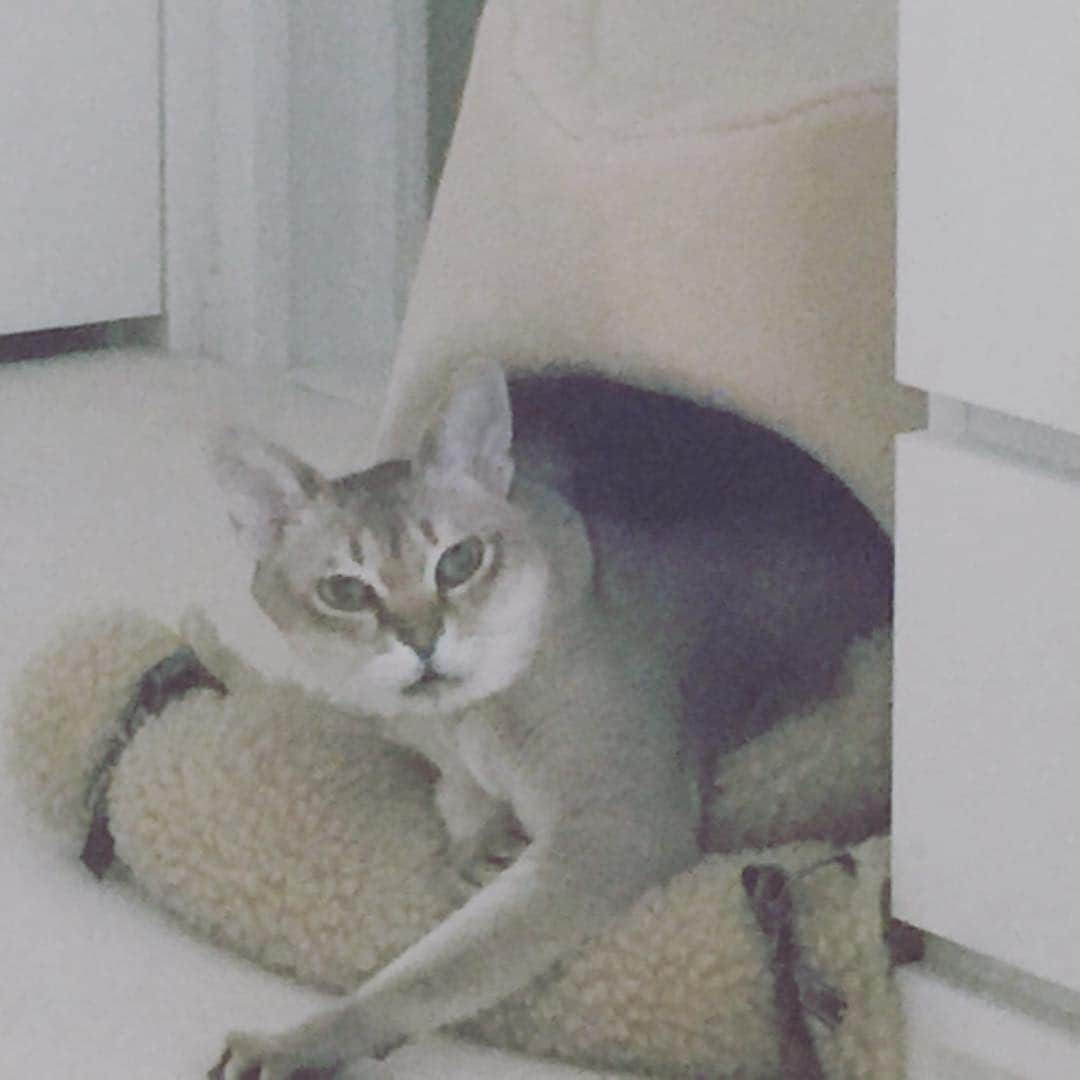 仁科亜季子のインスタグラム：「ンー🐈 今日は暖かいにゃー(´▽`) ฅ^._.^ฅ」