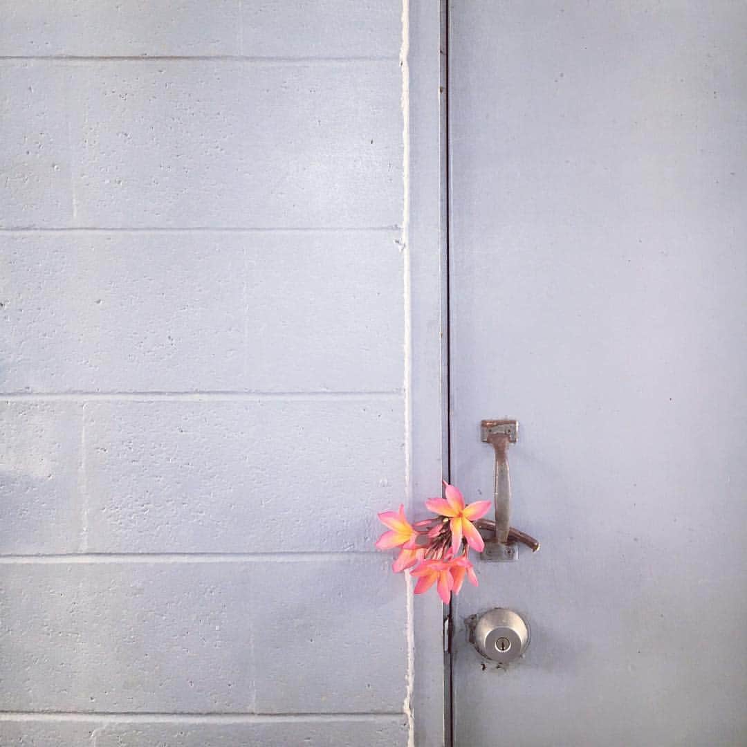 工藤まやさんのインスタグラム写真 - (工藤まやInstagram)「Plumeria Door Handle🌺 #Hawaii #hawaiidays365 #manoa #instadaily」3月29日 5時56分 - mayahawaii325