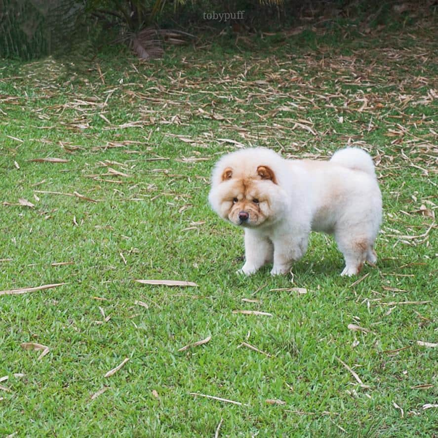 tobypuffのインスタグラム：「Puff the Explorer!」