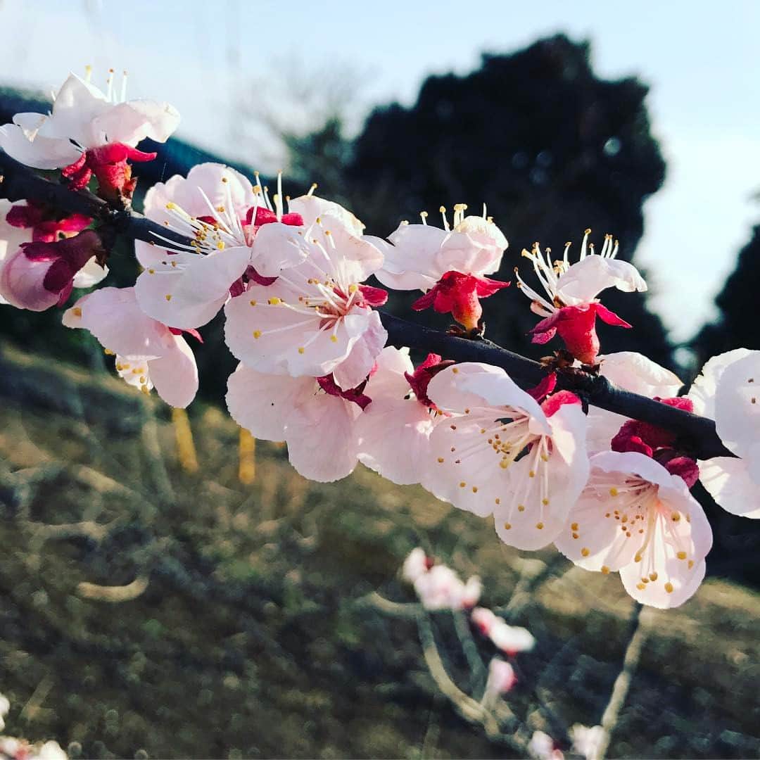 The Shun Jpさんのインスタグラム写真 - (The Shun JpInstagram)「Spring is coming!! #japan #ume #umeblossom #spring #beautiful #happylife #relax #takeawalk」3月29日 16時10分 - theshunjp