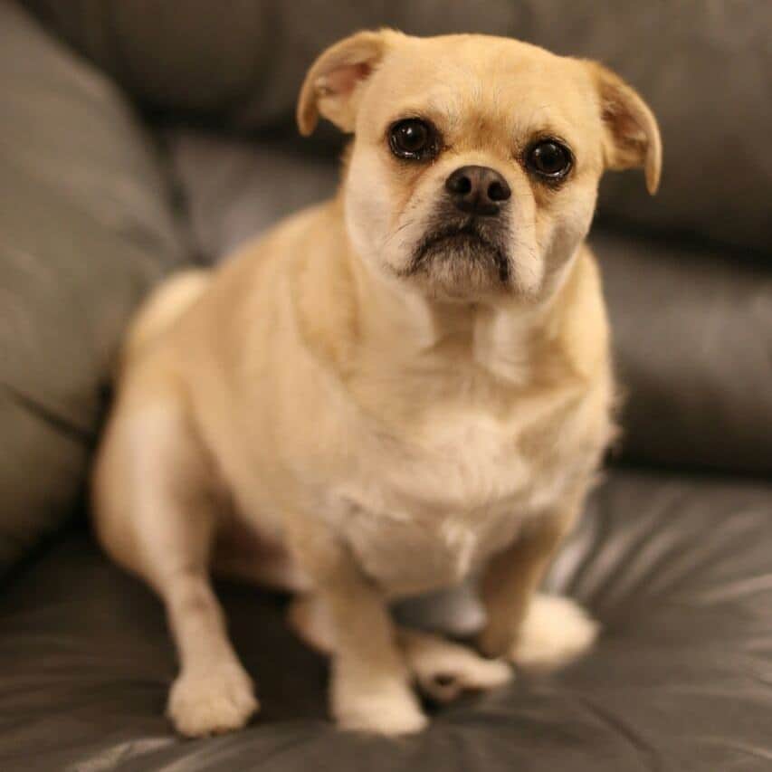 のインスタグラム：「Hello there friends 👋... #whiskerwednesday #whiskerswednesday #dog #puppy #cute #dogsofinstagram #dogs #pug #puglife #pugstagram #dailypug #keelyafternoontea #beoncanadianpugs #pugbasement #flatnosedogsociety #nofilter #pugtzu #pugtzucrew #pugtzusofinstagram #pugtzus #woofpackbros #rescue #adoptdontshop #buzzfeedanimals #pugsofinstagram #pugs」