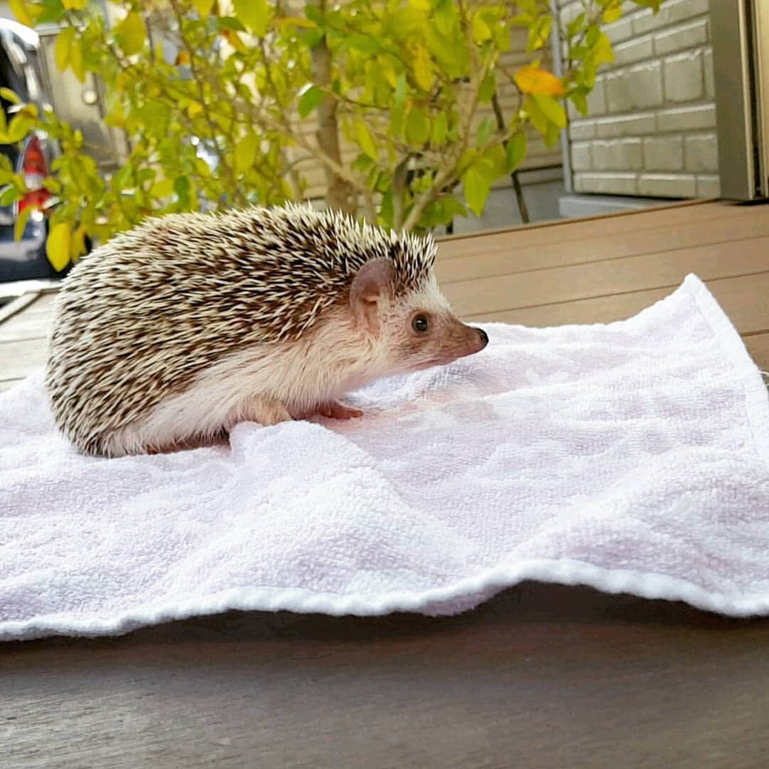 sr_ummのインスタグラム：「お返事前にすみません。 最近、悪夢でうなされる事が多いのが悩みという飼い主です。 昨夜の悪夢は、二階堂ふみから「あんた、名前がダサいよね」と清々しくdisられる夢でした。 きぃぃぃぃ！ #ハリネズミ#hedgehog#ビフ#夢」