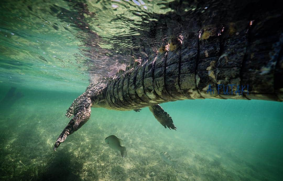 二木あいさんのインスタグラム写真 - (二木あいInstagram)「Good Friends🐊🐠!? Photographed by Ai FUTAKI #crocodile #ワニ #cuba #blancpain #blancpainjapan #bewet #breierfins #nauticamhousing #spheramask #なんだか間抜けに見えちゃうワニさん」3月30日 10時53分 - aifutaki