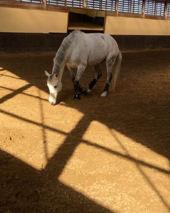 Nina Neuerのインスタグラム：「Genießer 🤣😍🐎#turniervorbereitung」