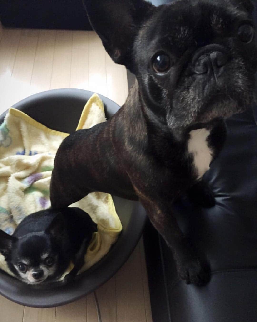 竹村真琴さんのインスタグラム写真 - (竹村真琴Instagram)「犬種が違うのに似てる気がする。 #frenchbulldog  #Chihuahua #dog」3月31日 9時30分 - makototakemura511