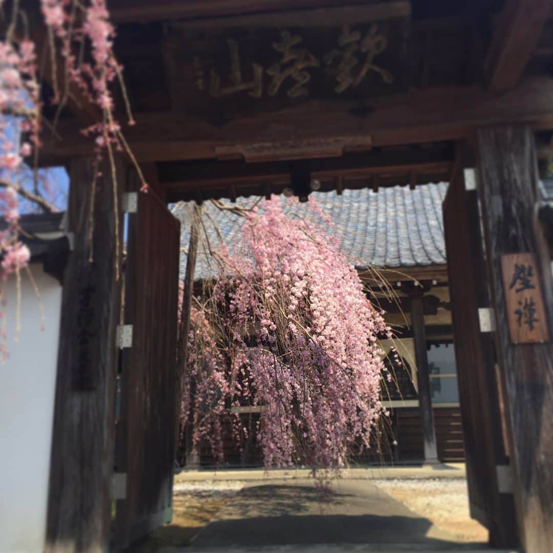 山中崇史さんのインスタグラム写真 - (山中崇史Instagram)「前から後ろから。 七分咲きの枝垂れ桜 @比企郡小川町東昌寺🙏 #桜 #枝垂れ桜 #小川町 #東昌寺  #cherryblossom」3月31日 11時58分 - yamanaka_takac