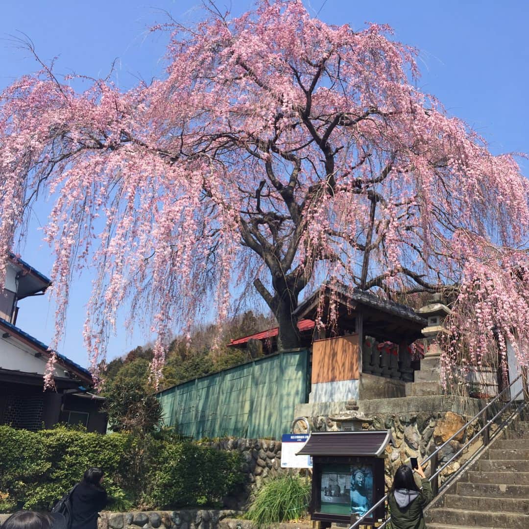 山中崇史さんのインスタグラム写真 - (山中崇史Instagram)「前から後ろから。 七分咲きの枝垂れ桜 @比企郡小川町東昌寺🙏 #桜 #枝垂れ桜 #小川町 #東昌寺  #cherryblossom」3月31日 11時58分 - yamanaka_takac