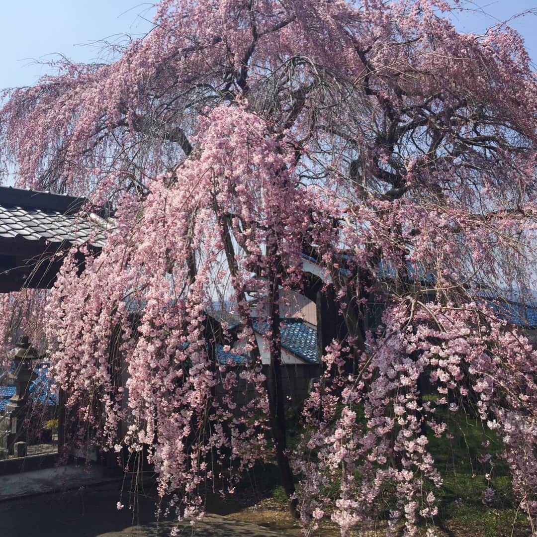 山中崇史さんのインスタグラム写真 - (山中崇史Instagram)「前から後ろから。 七分咲きの枝垂れ桜 @比企郡小川町東昌寺🙏 #桜 #枝垂れ桜 #小川町 #東昌寺  #cherryblossom」3月31日 11時58分 - yamanaka_takac