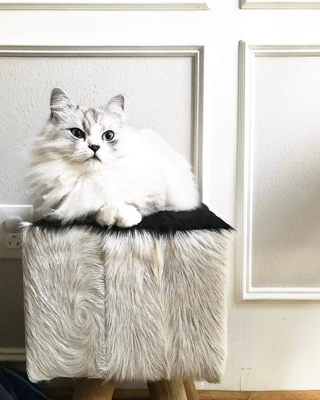 のインスタグラム：「It's almost Friday! Hope everyone has a fun weekend planned!」