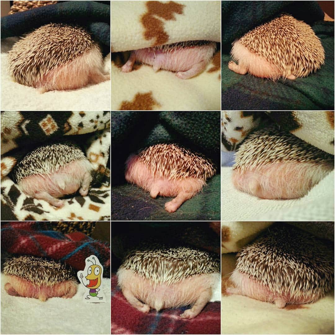 sr_ummのインスタグラム：「3万枚を誇る、ビフの写真&動画データを見ながらのささやかな癒やしタイム。 月ごとにフォルダ分けして管理しているのですが、 夏はどうしてもおケツ写真が多いよね。 たわわ。 #ハリネズミ#hedgehog#ビフ#ハリケツ」