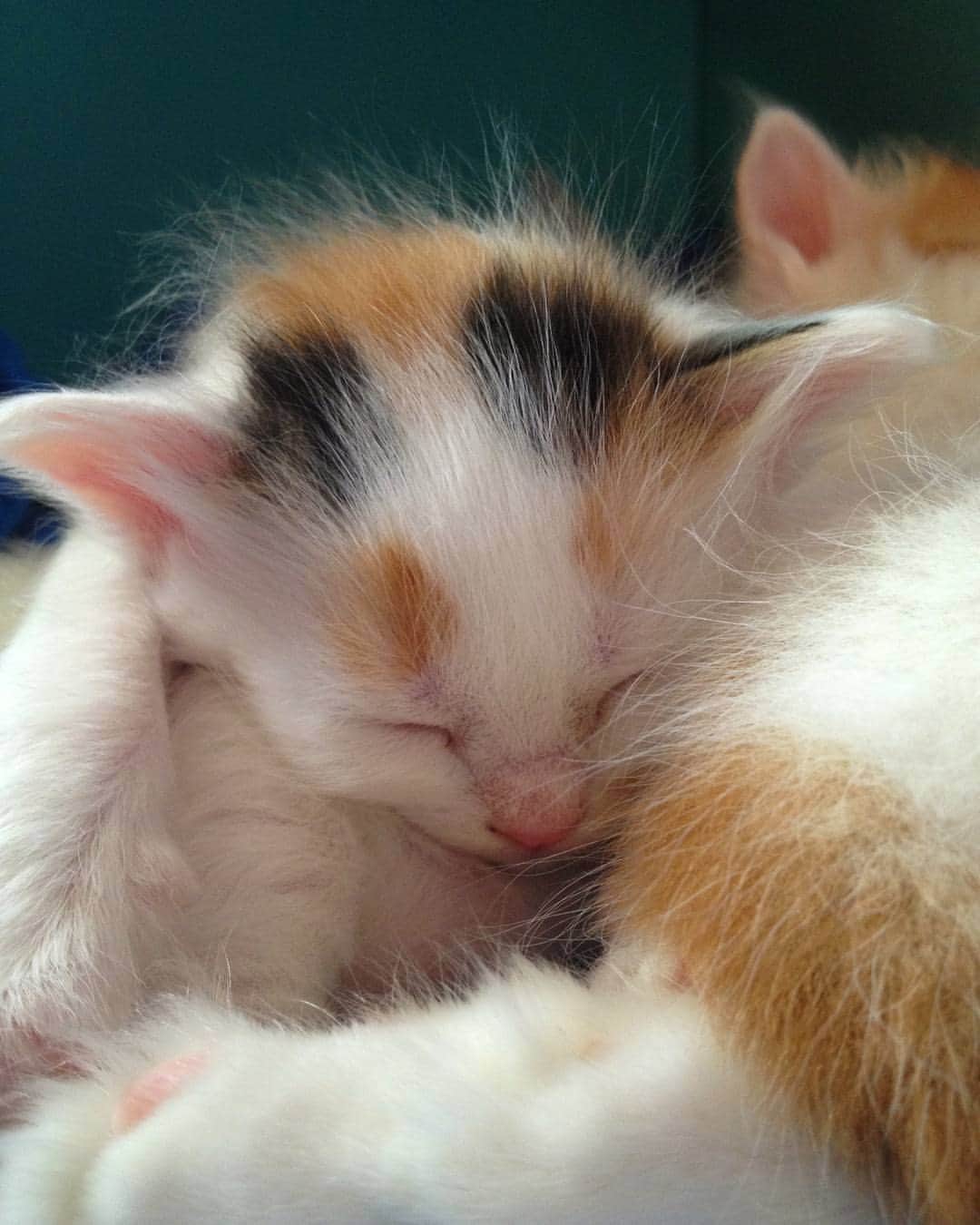 のインスタグラム：「#FlashbackFriday of my baby Strawberry🍓 I'm back home in Sweden after an AMAZING 8 days in the Netherlands. Have had an awesome time with @mirlilevy_cats and her beautiful family. I will cherish this for the rest of my life. But it felt so goooooood to see my cat mafia. I missed them crazy much. Btw. I will try to catch up on instagram during this weekend❣ .」
