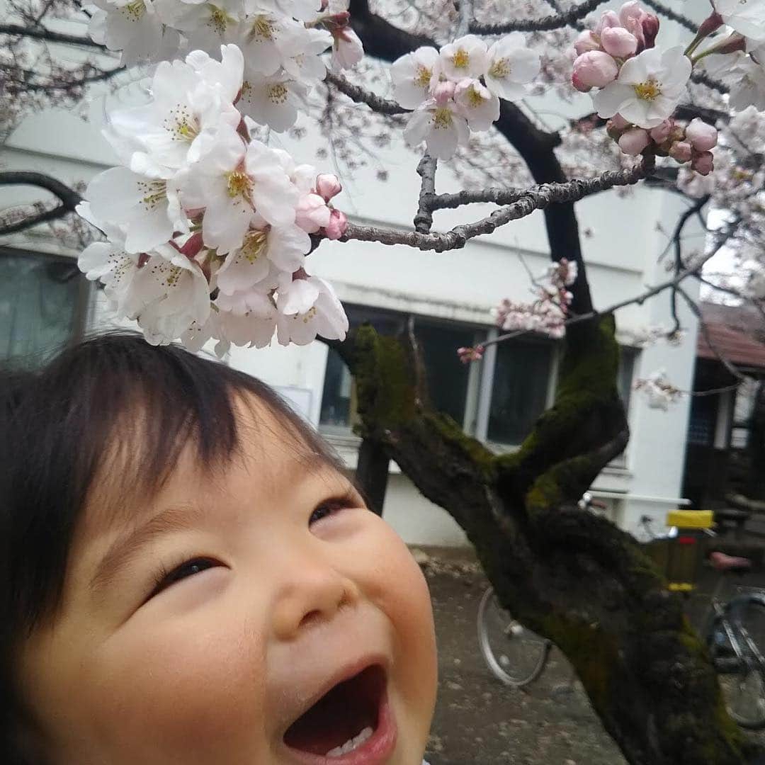 ナカムラ建設さんのインスタグラム写真 - (ナカムラ建設Instagram)「はじめてのサクラ🌸」4月1日 17時09分 - nakamura_kensetsu