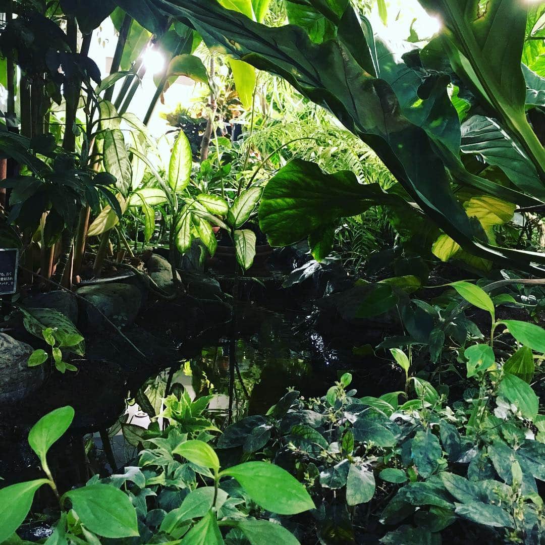 日比谷亜美さんのインスタグラム写真 - (日比谷亜美Instagram)「実はこの前空き時間に渋谷にある植物園に行ってきました。 すごい小さいんだけど素敵な空間だった。」4月1日 22時42分 - ami_hibiya