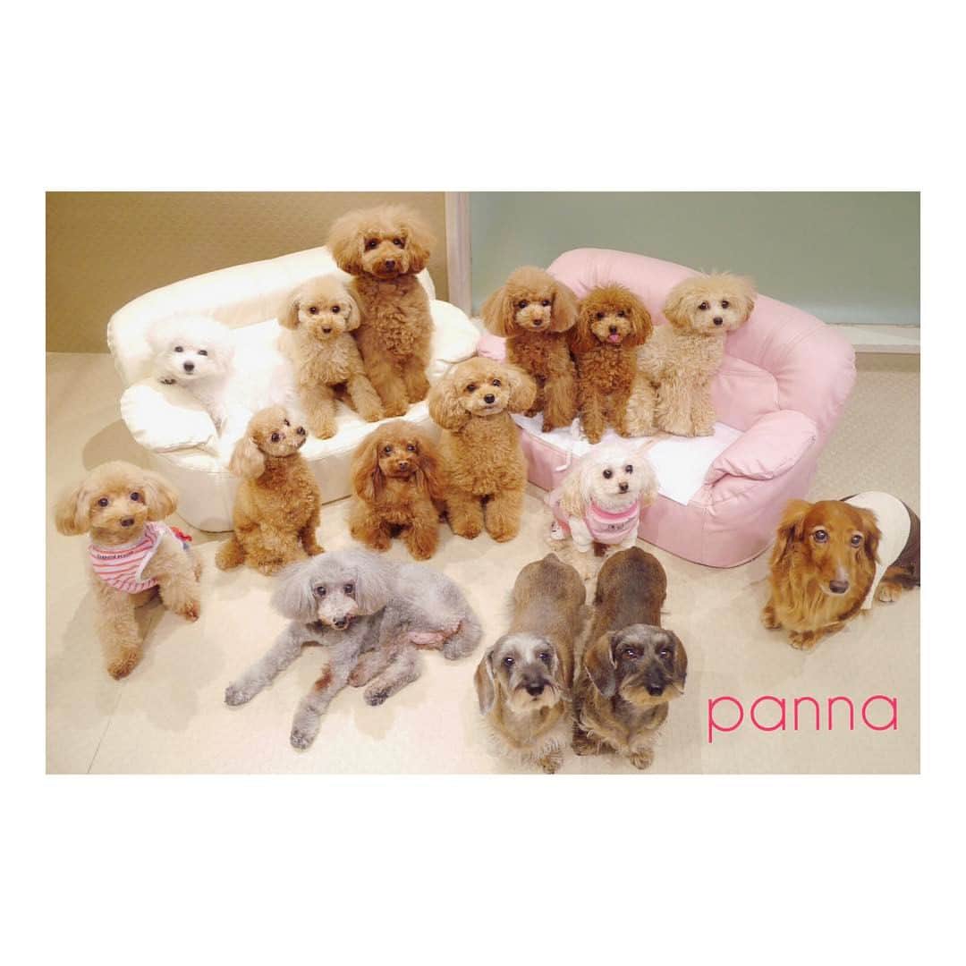 Dog's Life PANNAのインスタグラム