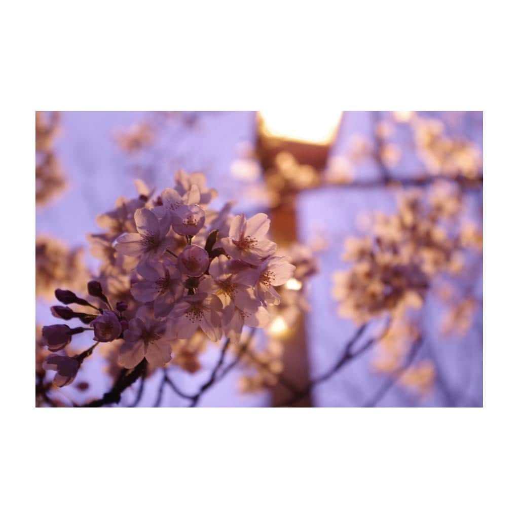 小池舞のインスタグラム：「夜桜花見🌸  #カメラ #camera #カメラ女子 #カメラ初心者 #東京カメラ部 #ファインダー越しの私の世界 #pentax #pentaxk50 #桜 #cherryblossom #お花見 #花見 #flower #night #lighting #beautiful #綺麗 #日本 #Japan #春 #spring #instagram #instagood #love #photo #pink #cute #散歩 #walk #happy」