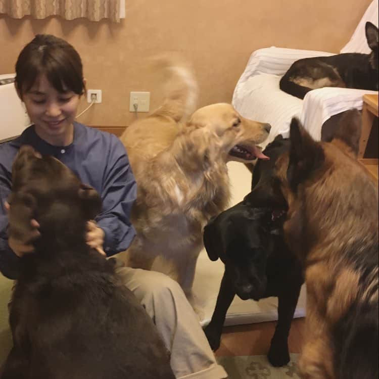 石田ゆり子さんのインスタグラム写真 - (石田ゆり子Instagram)「わたしは犬を… ろ、6匹飼っています。 👻👀👻💬 １日遅れのエイプリルフールでした🙄💬 (訓練士さん宅にて。)」4月2日 12時48分 - yuriyuri1003