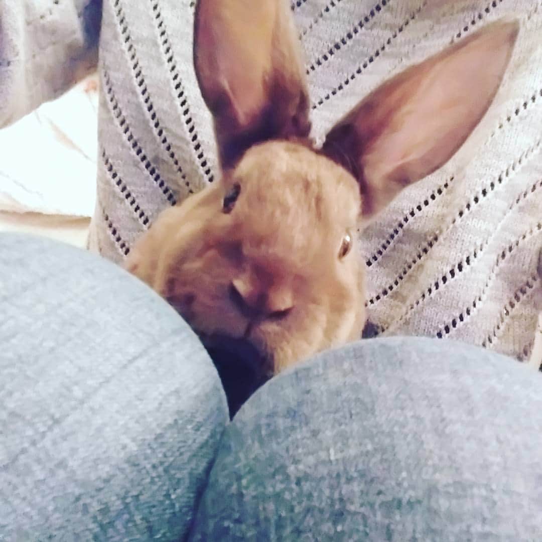 里美ゆりあのインスタグラム：「ようこそ🎵マイHouseへ☺♥ #うさぎカフェ#出会い#チョコ#チャコ#ミニレッキス#家族」
