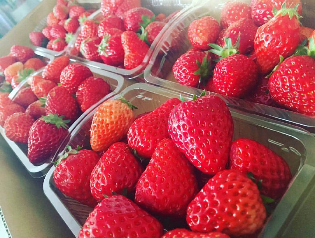大久保桜子さんのインスタグラム写真 - (大久保桜子Instagram)「苺食べたい食べたい食べたーい って言ってたら夢の中でイチゴ狩り をしている自分が出てきて 起きたらお父さん達が苺をたくさん 買ってきてくれてた🍓 今から小柄な苺達で苺ジャムを🍳」4月2日 17時47分 - sakurakookubo