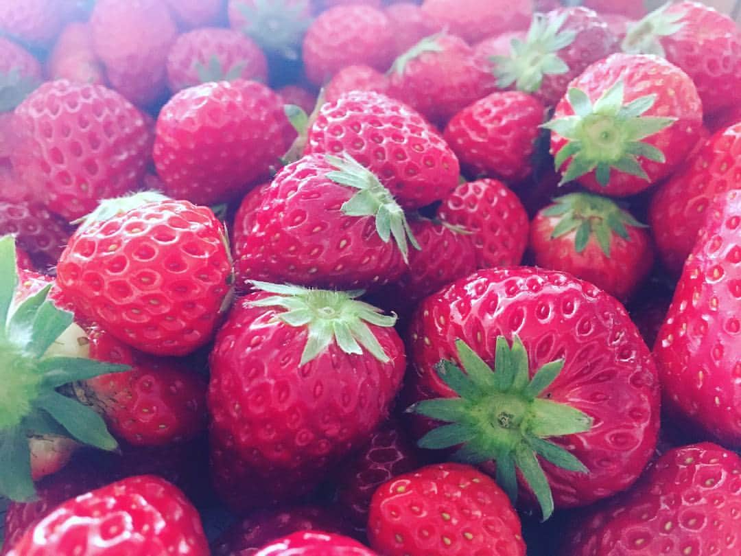 大久保桜子のインスタグラム：「苺食べたい食べたい食べたーい って言ってたら夢の中でイチゴ狩り をしている自分が出てきて 起きたらお父さん達が苺をたくさん 買ってきてくれてた🍓 今から小柄な苺達で苺ジャムを🍳」
