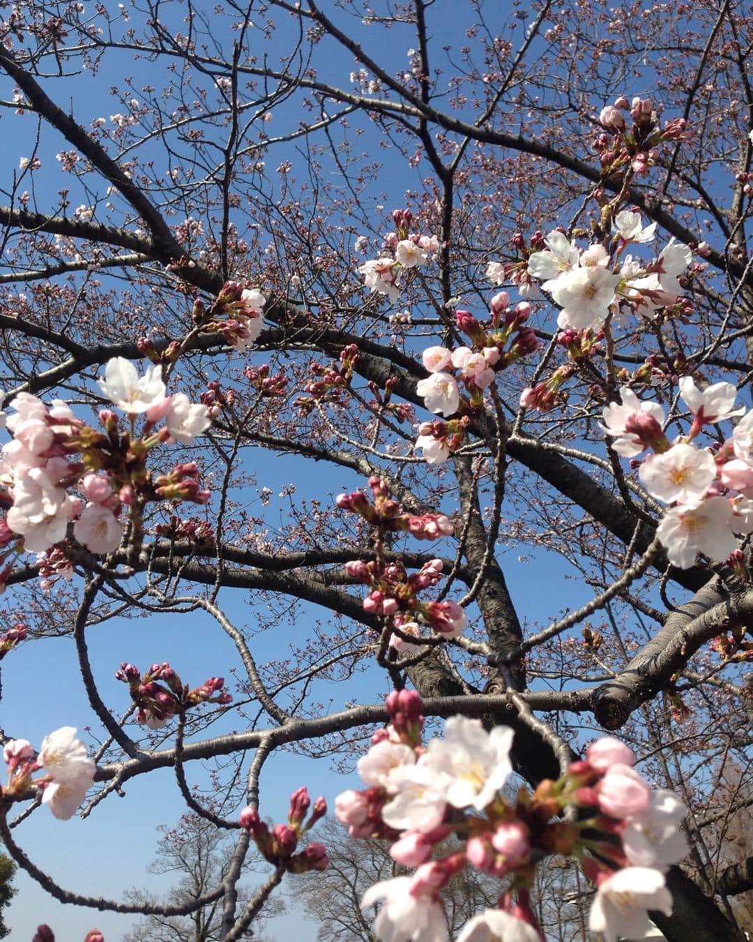 鳥居千春のインスタグラム：「満開まであと少し🌸🌸🌸 穏やかな休日😊 #桜#cherryblossom#散歩#holiday#spring#instaflower」