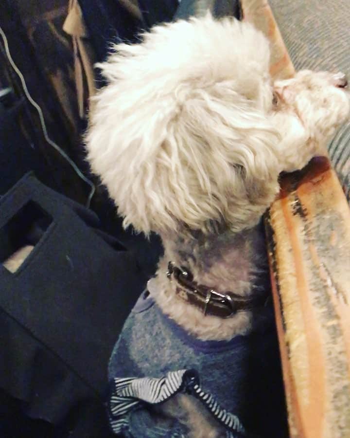 のインスタグラム：「もずく様が眠そうなので帰ります  #もずく先生」