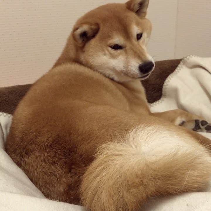 マロたんのインスタグラム：「Good night!🌀 全然かまってくれないマロたんなのです🌀 #柴犬 #shiba #shibainu  #weeklyfluff #ilovemydog #cute #love #kawaii」