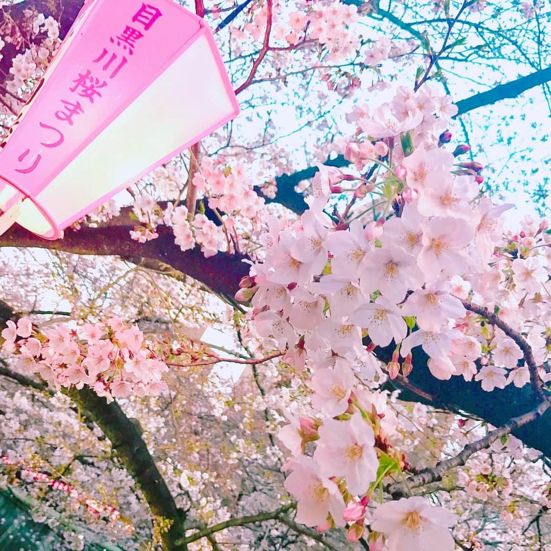 のインスタグラム：「🌸 ・ ・ お花見してきました🥂💕💕 #4月 #april #spring #sakura #japan #beautiful #中目黒 #目黒川桜まつり #お花見 #桜まつり #さくら #桜 #春 #🌸」