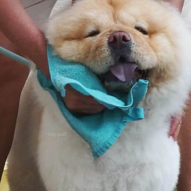 tobypuffのインスタグラム：「Daddy says I need to clean my chin」