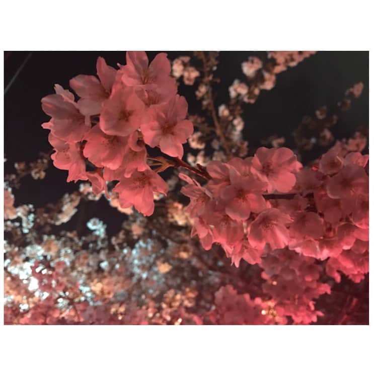 伊藤京子さんのインスタグラム写真 - (伊藤京子Instagram)「昨日は山田のまいちゃんとお花見🌸 . 昨日関東では桜の満開の発表がありましたが 中目黒の桜は、満開まではあともうちょっと！というところ。でもとっても綺麗だったなぁ✨ 春ですね☺️🌸 . #1枚目はまいちゃん撮影#いい写真☺️ #少しでも長く楽しみたいな🌸 #駅には人だらけ#さすが桜の季節#外国人観光客も多かったなぁ#寒かったのでもつ鍋で温まりました😋 #桜#お花見」4月3日 18時06分 - kyoko_ito1128