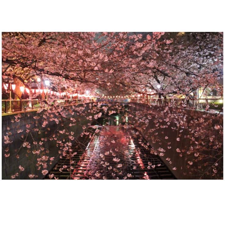 伊藤京子さんのインスタグラム写真 - (伊藤京子Instagram)「昨日は山田のまいちゃんとお花見🌸 . 昨日関東では桜の満開の発表がありましたが 中目黒の桜は、満開まではあともうちょっと！というところ。でもとっても綺麗だったなぁ✨ 春ですね☺️🌸 . #1枚目はまいちゃん撮影#いい写真☺️ #少しでも長く楽しみたいな🌸 #駅には人だらけ#さすが桜の季節#外国人観光客も多かったなぁ#寒かったのでもつ鍋で温まりました😋 #桜#お花見」4月3日 18時06分 - kyoko_ito1128