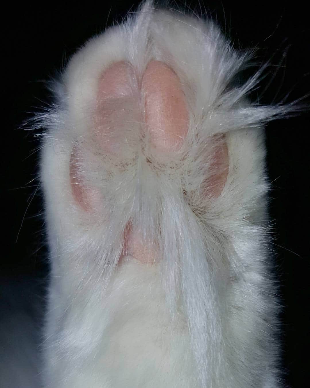 Swedish Cat Mafiaのインスタグラム：「Every mother on earth gave birth to a child. Except my mother, she gave birth to a legend. High-five mom✋ /Fnatte Fakir .」