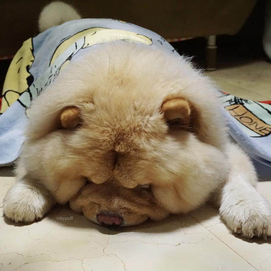 tobypuffのインスタグラム：「Wonder what this puff is dreaming about」