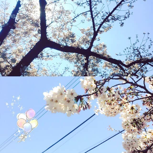 希志あいののインスタグラム：「今年も綺麗に咲いてくれてありがとう！🙏🌸✨ #桜 #cherryblossom  #spring」