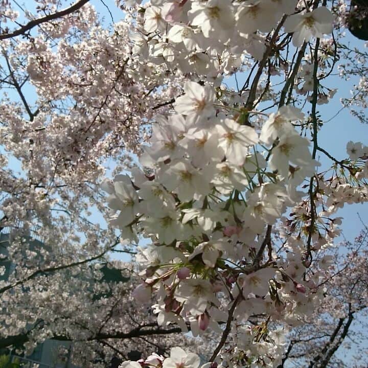 スウィージー美紀のインスタグラム：「毎年桜を見る度に 心のBGMが変わるから面白いです。  今年はヒッキーのSAKURAドロップスです🎧🎶 #桜 #宇多田ヒカル さん #SAKURAドロップス  陽の光があたたかくて風が冷たくて心地好い。」