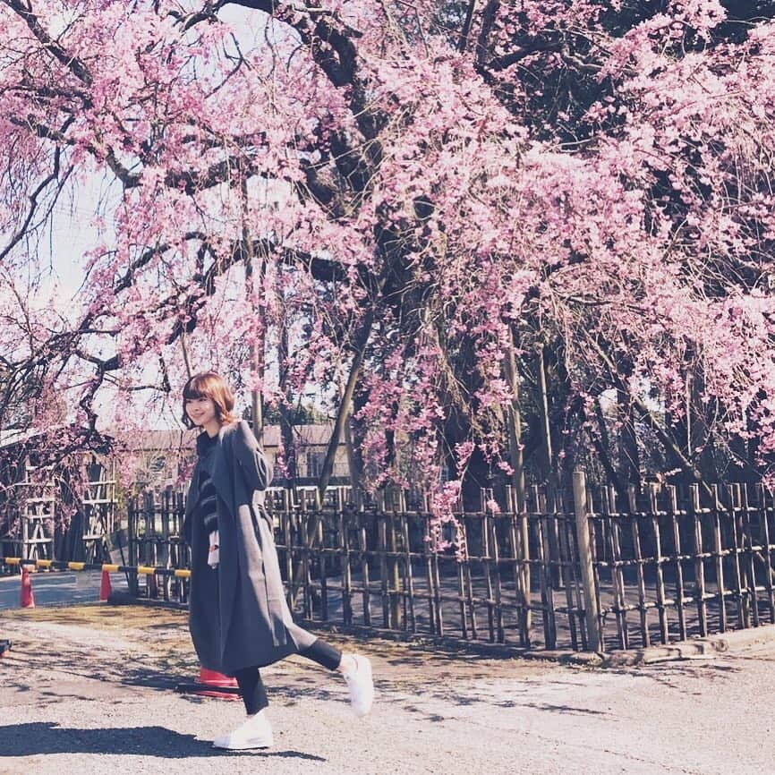 蒼山幸子さんのインスタグラム写真 - (蒼山幸子Instagram)「はふはふ。 #桜  #臨場感」4月4日 15時10分 - sachiko_aoyama