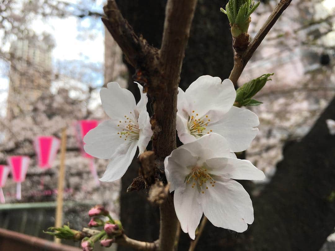 加織のインスタグラム：「🌸🌸🌸」