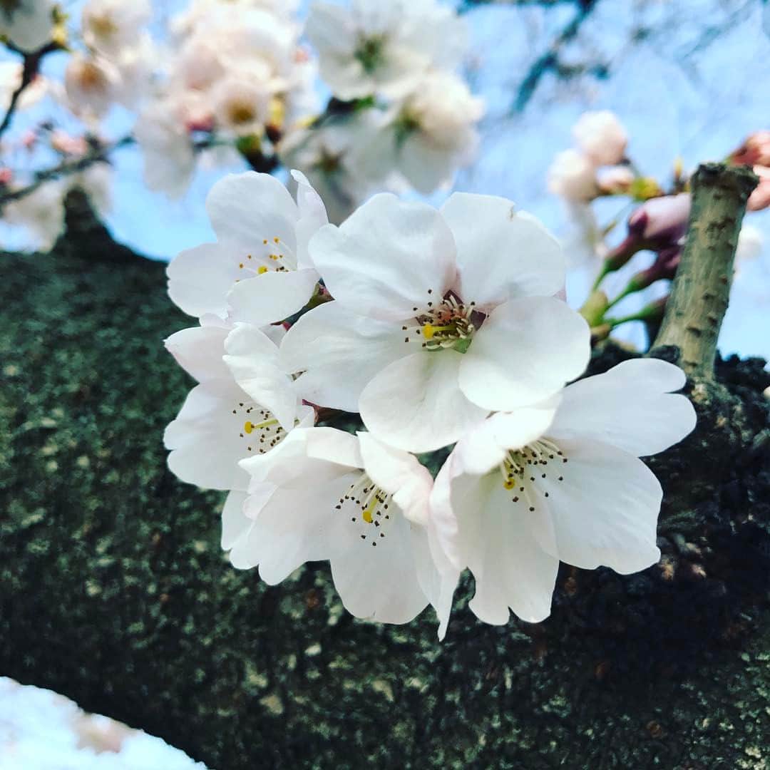 The Shun Jpさんのインスタグラム写真 - (The Shun JpInstagram)「SAKURA🌸🌸🌸 Say Hello to April😊 #sakura #cherryblossom #spring #beautifulflowers #happy #shiok #好美 #好好看 #漂亮」4月4日 17時05分 - theshunjp