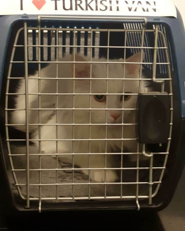 のインスタグラム：「A cop stopped me and asked "do you know why I followed you" so I said "because my posts are funny". So we laughed and high-fived and now I'm in jail... .#SwedishCatMafia」