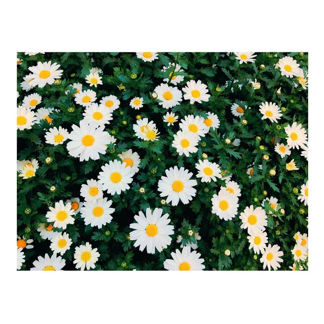 紗綾さんのインスタグラム写真 - (紗綾Instagram)「春は色んなお花が咲くからすき🌼🌼🌼」4月5日 8時37分 - saaya_official_