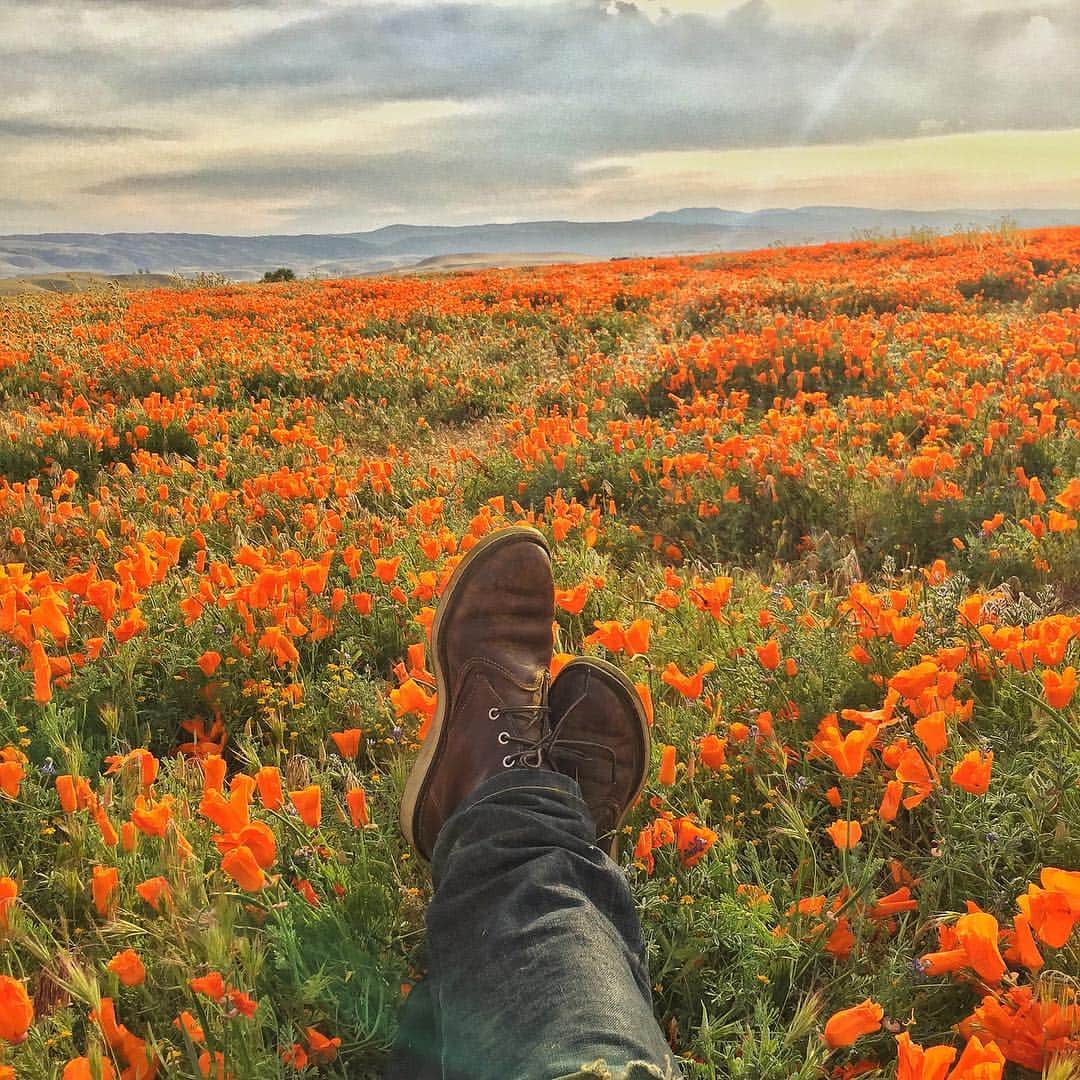 イーサン・エンブリーのインスタグラム：「Slowly slowly through the fields」