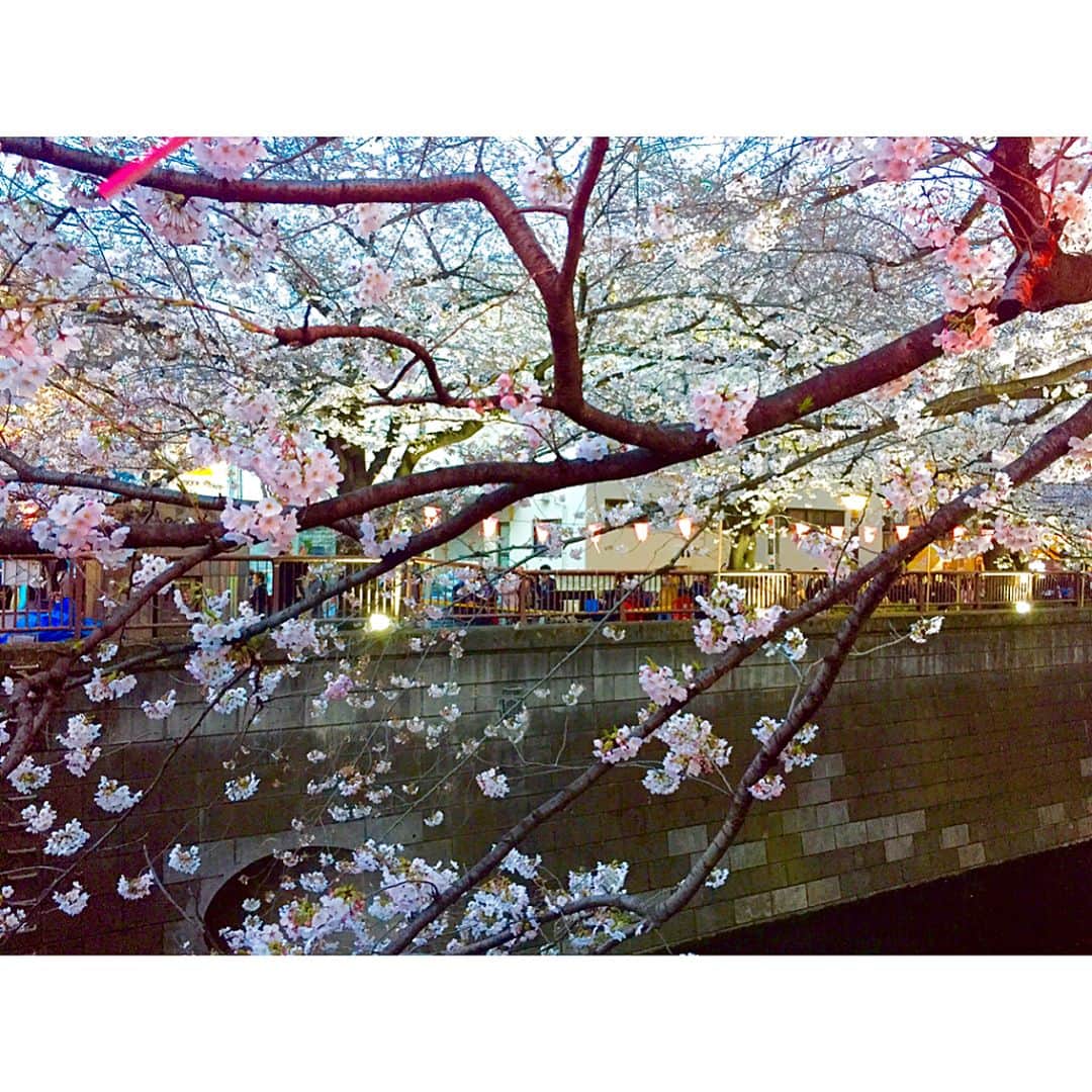 西山真以さんのインスタグラム写真 - (西山真以Instagram)「* 毎年一度は見ておきたい目黒川の桜。 もう満開近く。 満開から空に舞う花吹雪や、落ちた花びらでピンク色に染まる道の上を歩いたり。 これから新緑の季節まで、しばらく楽しみ♪ . #cherryblossom  #sakura #🌸 #🇯🇵 #nakameguro  #meguroriver #spring #lovely」4月5日 12時06分 - mai0830