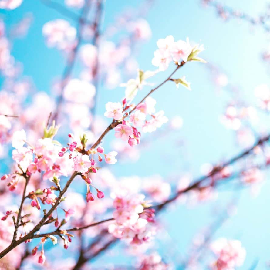 Japanese local photoのインスタグラム：「#桜 #サクラ #お花見 #🌸 #cherryblossom #満開 #公園 #春 #spring #happy #ピンク #pink #日本の風景 #写真好きな人と繋がりたい #暑い #日焼け #日焼け止め #日焼けには気をつけて #日焼け止めはアネッサ @anessa_official_shiseido」